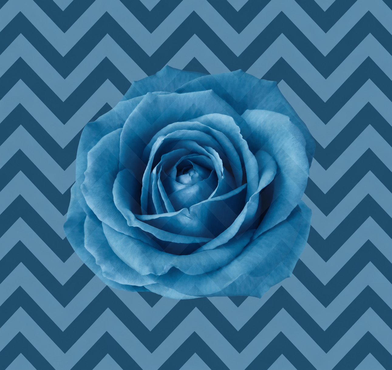 Rosa azzurra su motivo geometrico